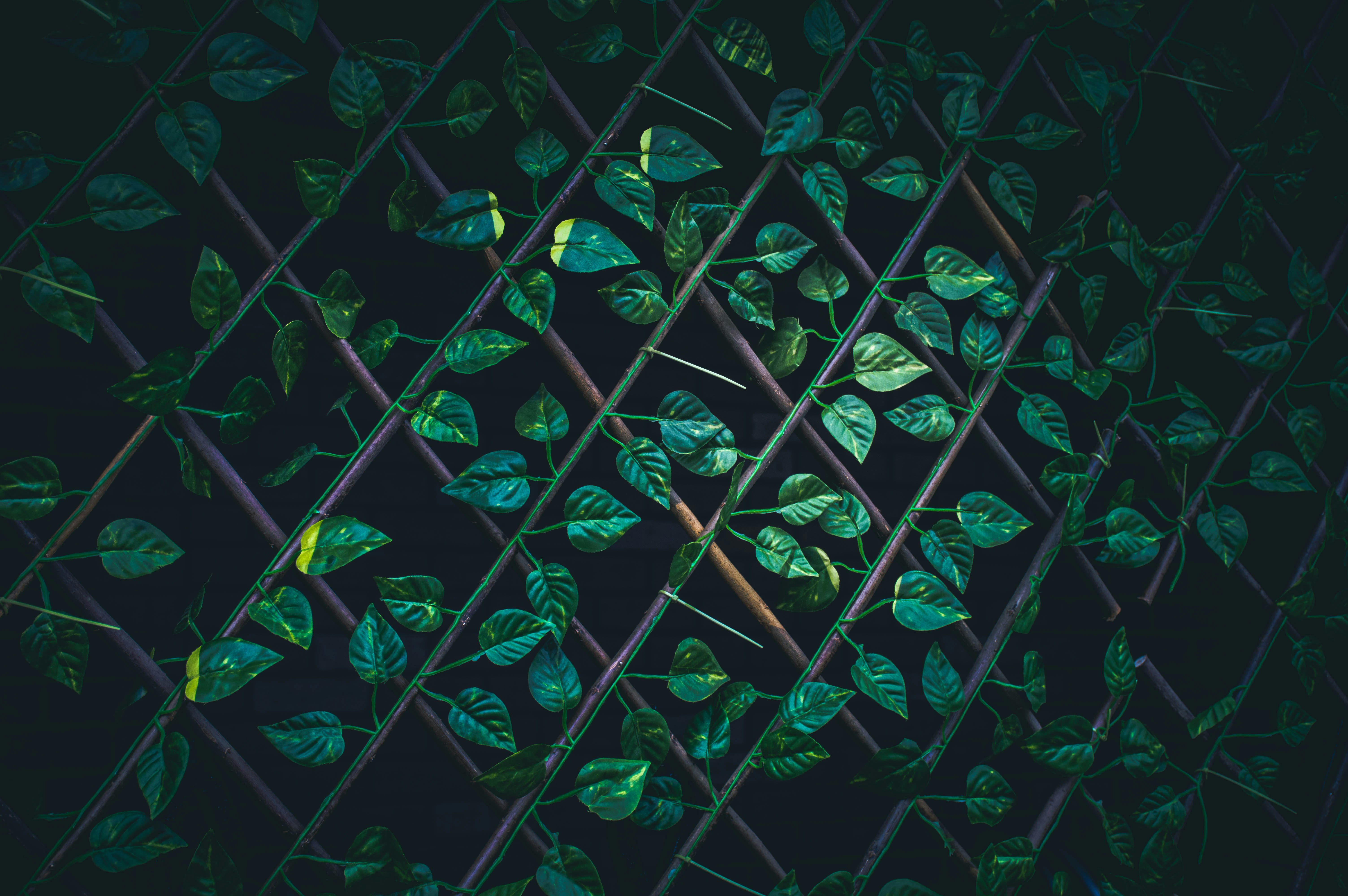 green leaves on brown wire fence macro photography